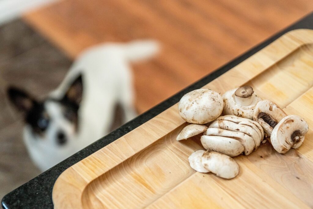 Les chiens peuvent-ils manger des champignons ?