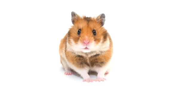 9 conseils de soins pour hamsters pour les débutants