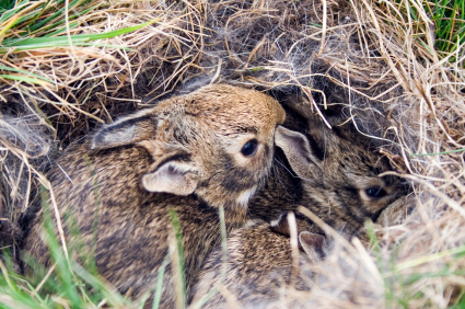 Wild baby rabbits