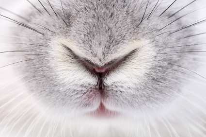 Rabbit face