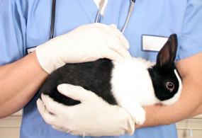 Veterinarian with rabbit