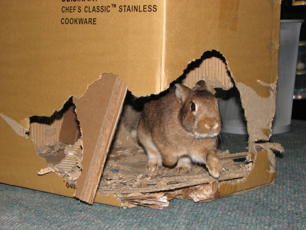 Château en carton pour votre lapin de compagnie