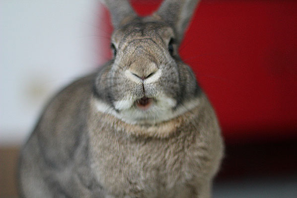 Rabbit with mouth open
