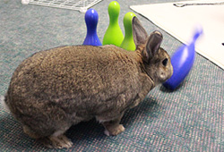 Rabbit playing with bowling pins