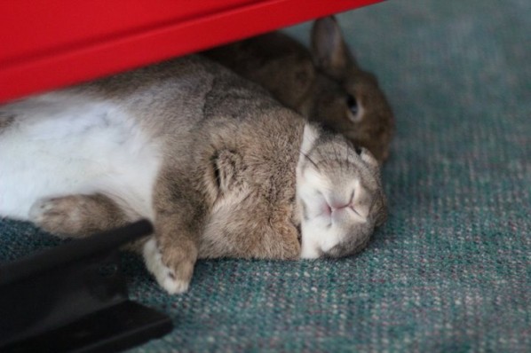 Rabbits flopped together