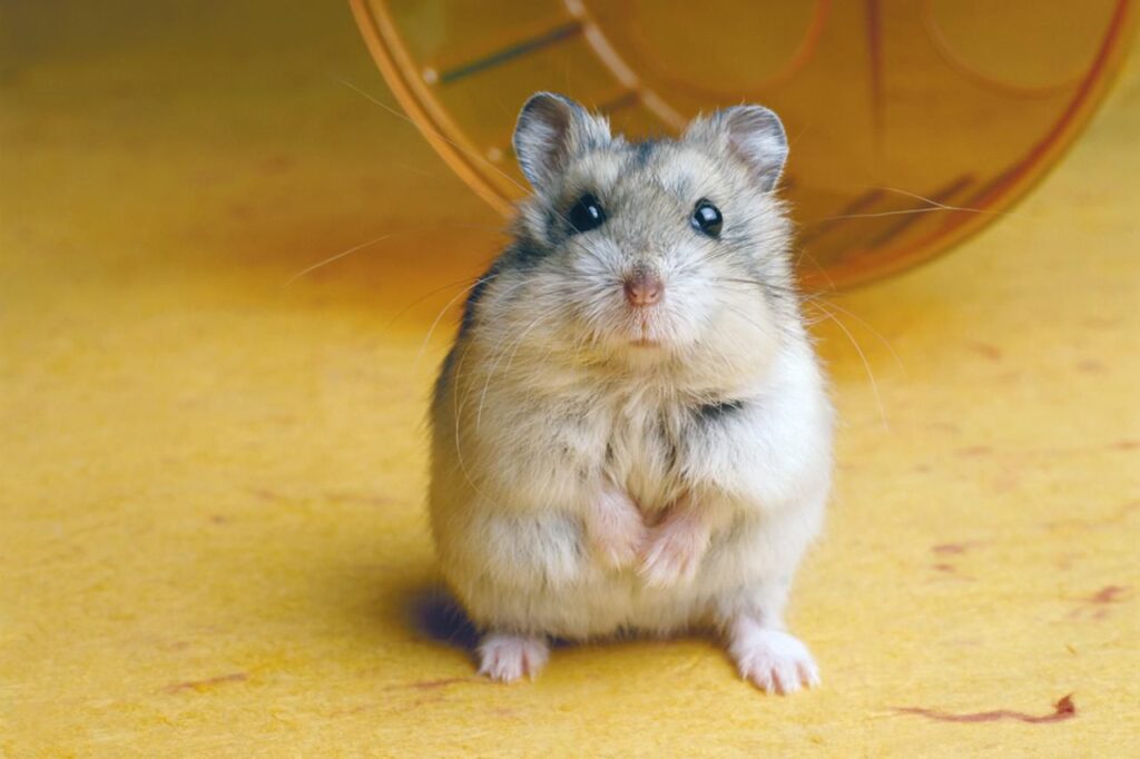 Raisons pour lesquelles les hamsters mordent et comment l'arrêter
